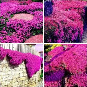 "Heirloom Lavender Seeds - 3000+ Non-GMO Seeds for Fragrant Perennial Ground Cover"